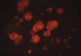 Cellular Senescence Staining Kit