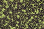 Cell Migration