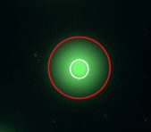 Halo Assay Slides, 96-Well