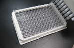 Threonine Assay Kit