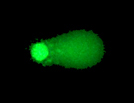 Comet Assay Kits, 48-Well